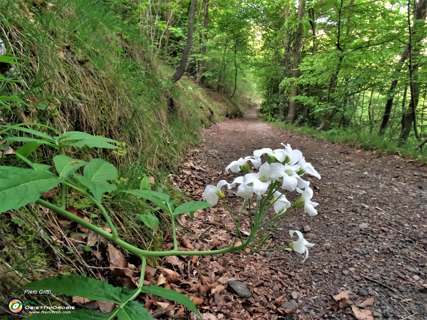 17 Fiore di cardamine sul sentiero.JPG